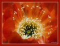 Intimidad de una flor (Lobivia)