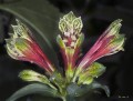 Flor de Papagayo