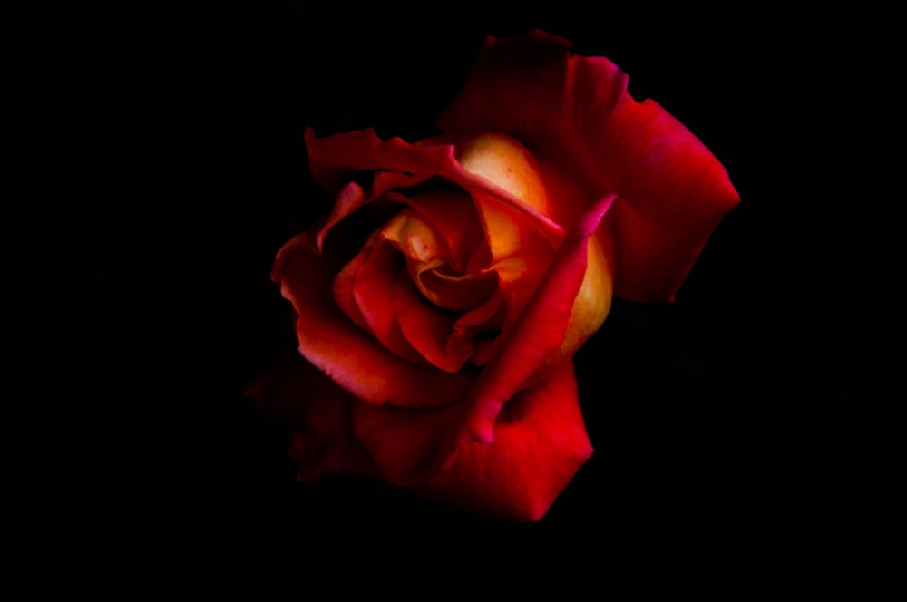 "Rosa Rosa" de Cristian Mauro Arias