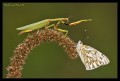 Predator ( mantis al Acecho)