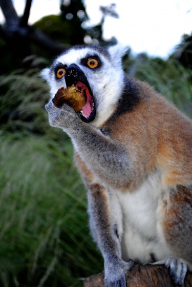 "lemur" de Vanesa Yanina Tealdi