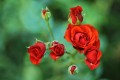 Rositas rococ rojas