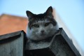 El gato sobre el tejado de zinc caliente
