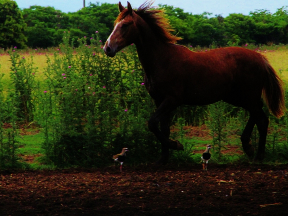 "las fotos de caballos no llevan ttulo" de Leonardo Bertolino