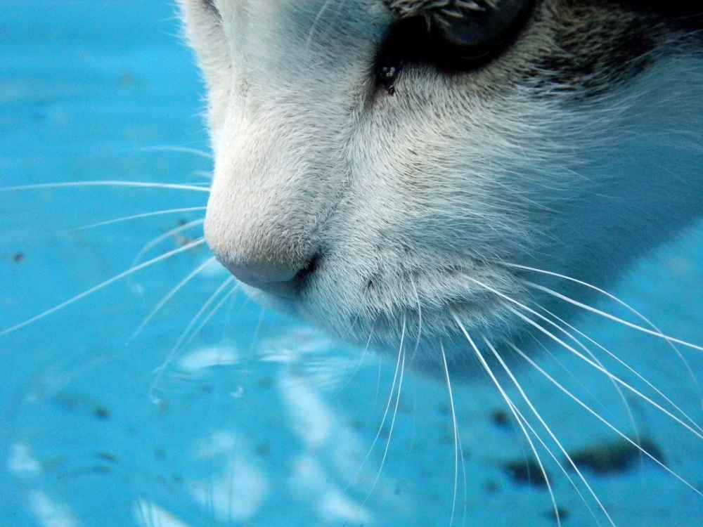 "Quin dijo que a los gatos no nos gusta el agua?" de Fabiana Rodriguez