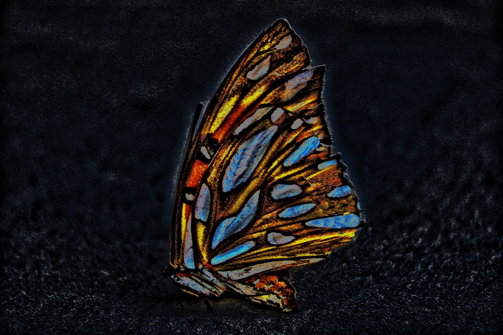 "Bella mariposa" de Mercedes Pasini