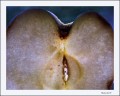 Corazn de manzana
