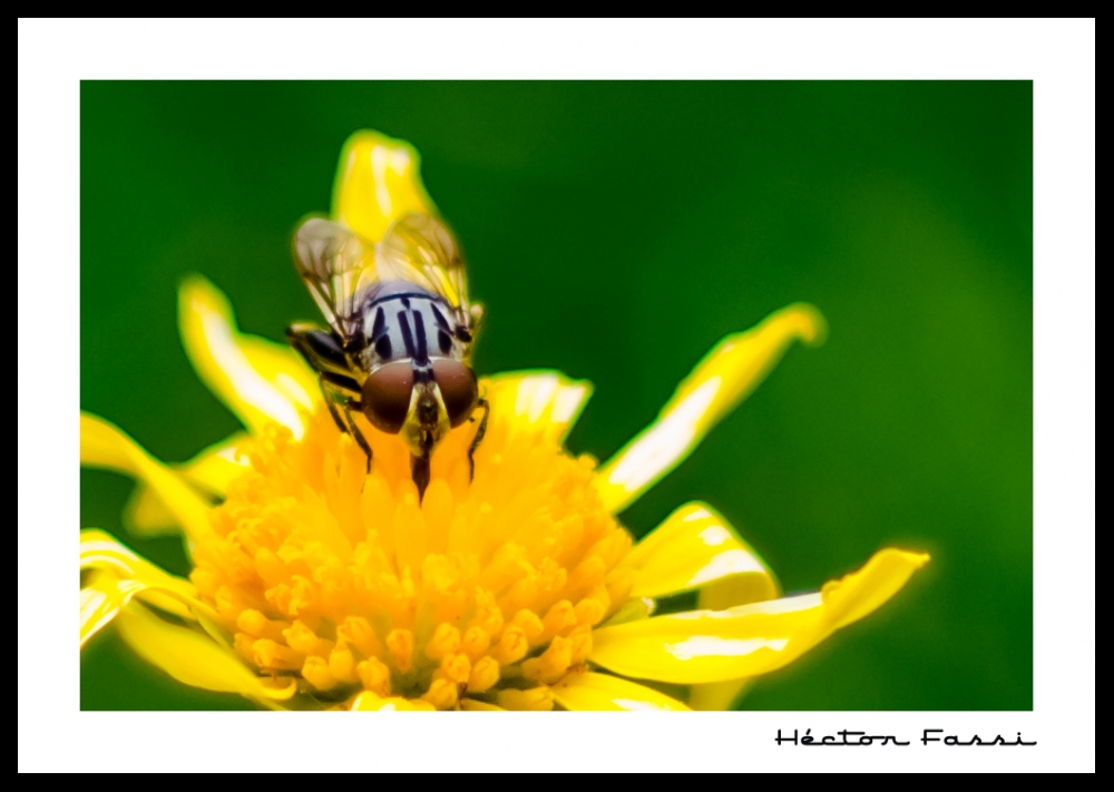 "Se cree abeja" de Hctor Fassi