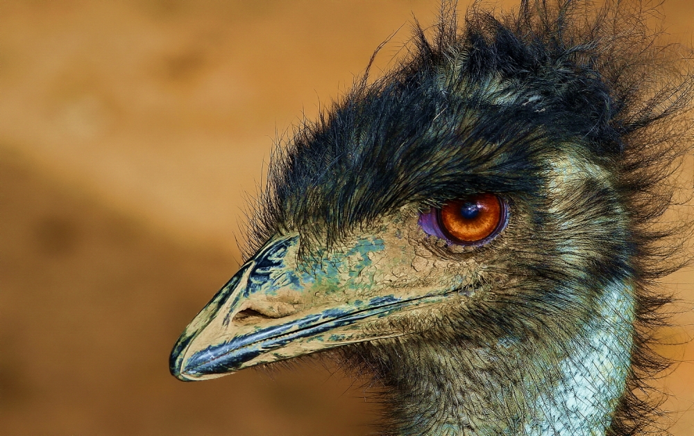 "Emu" de Adrin De La Paz Rodrguez