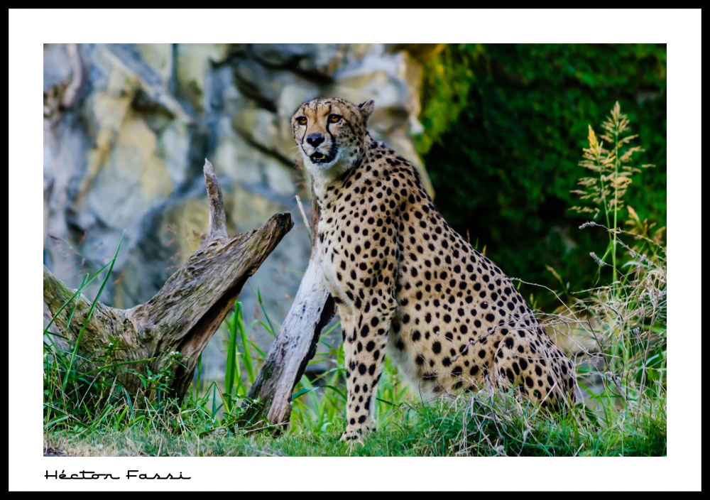 "Cheetah" de Hctor Fassi