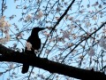 Cuervo sobre cerezo
