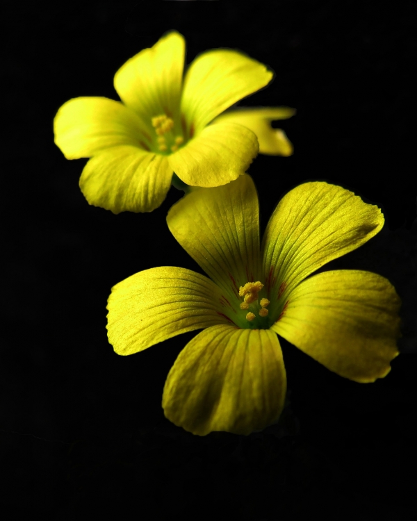 "Flores Amarillas" de Juan P. Nemec