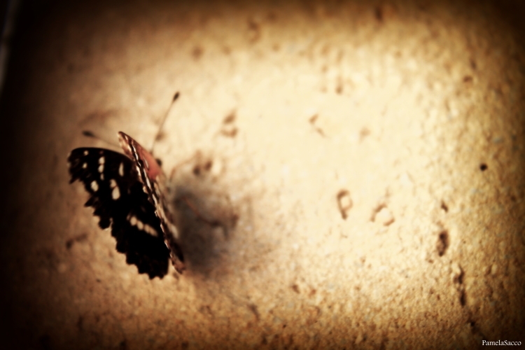 "Soneto a la Mariposa" de Pamela Sacco