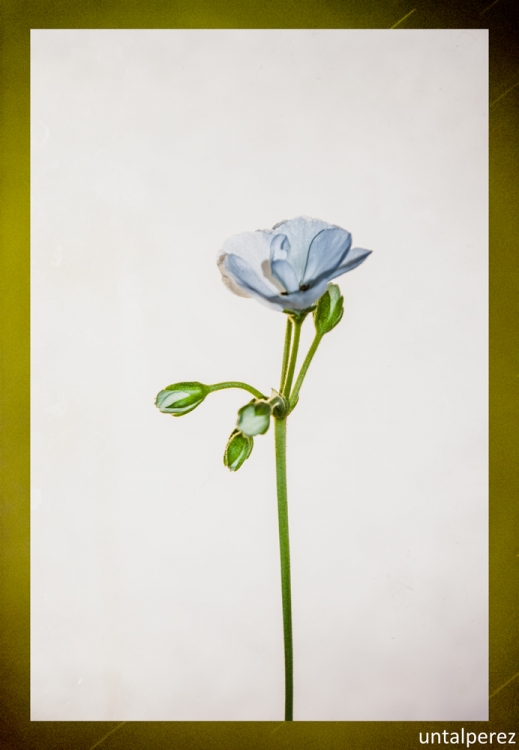 "Una flor en mi balcn" de Daniel Prez Kchmeister