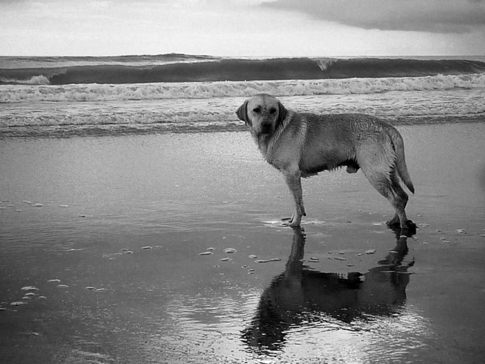 "El perro y el mar" de Ricardo Blicher