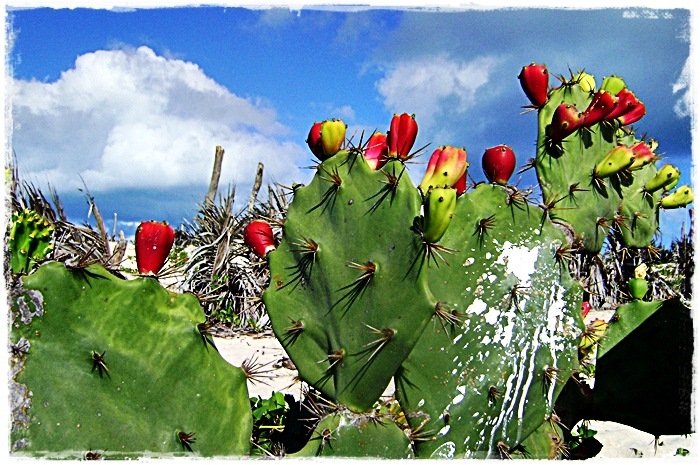 "flores de cactus" de Valeria Montrfano