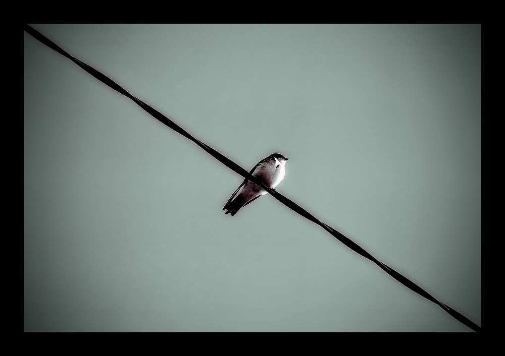 "ave en diagonal" de Viviana Garca