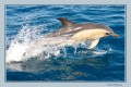 Delfin Oscuro en el Golfo Nuevo