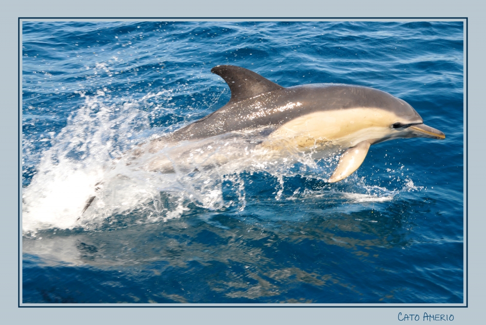 "Delfin Oscuro en el Golfo Nuevo" de Carlos Amerio (cato)