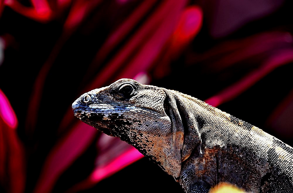 "Iguana de da" de Roberto Jorge Escudero