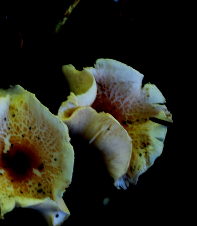 "un mundo sorprendente el de los hongos" de Beatriz Di Marzio