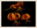 Liliums por tres