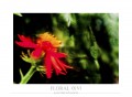 Floral (XV) TD