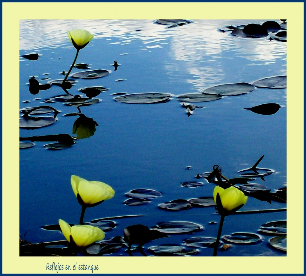 "Reflejos en el estanque" de Alejandra Di Sipio