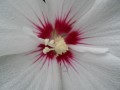 Flor de calidoscopio
