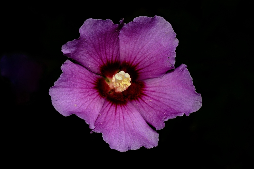 "flor" de Pablo Galvan
