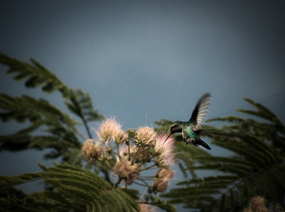 "hummingbird" de Carmen Nievas