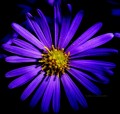 Muy bella flor azul !!!