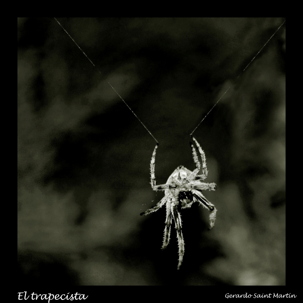 "El trapecista" de Gerardo Saint Martn