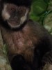 Capuchino en Iguaz