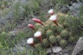 cactus en flor. . .
