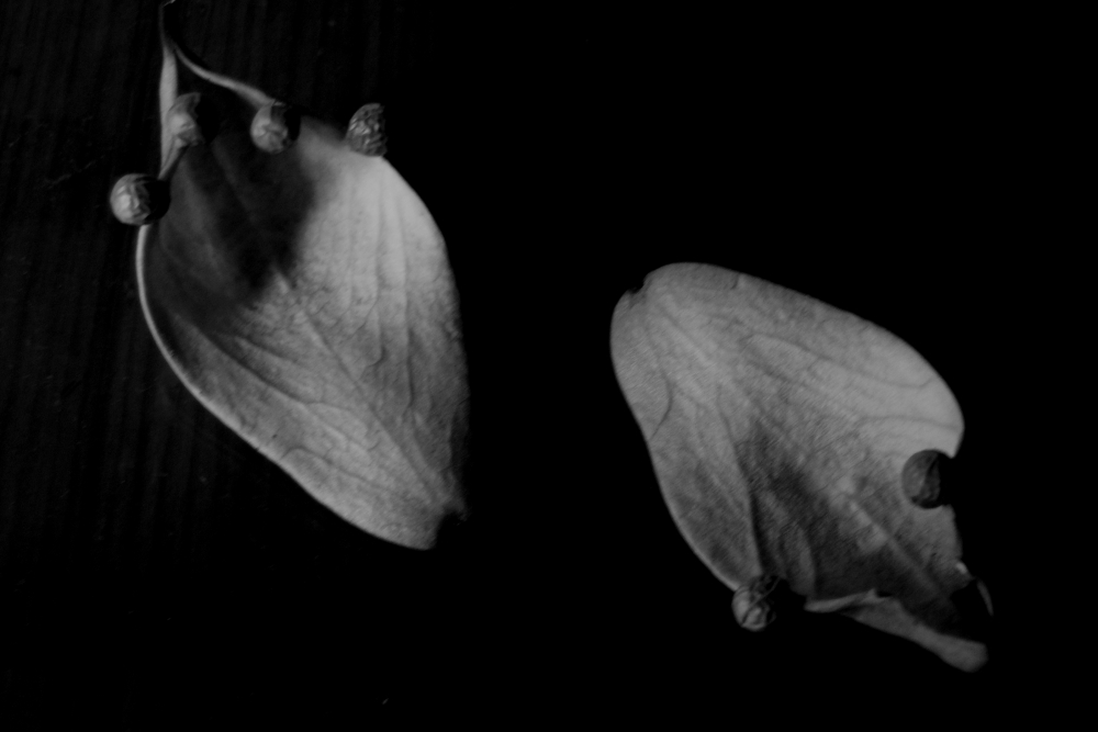 "flor desconocida por mi" de Beatriz Di Marzio