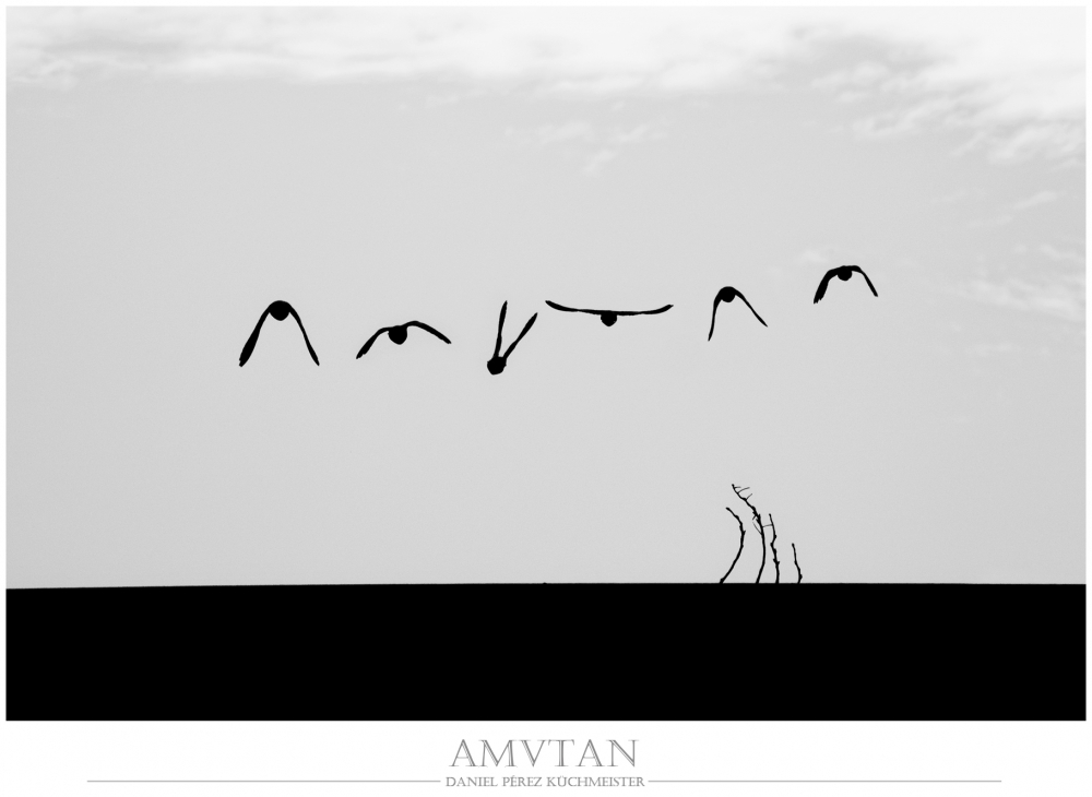 "AMVTAN" de Daniel Prez Kchmeister