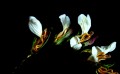 la flor rara del ` acantus`