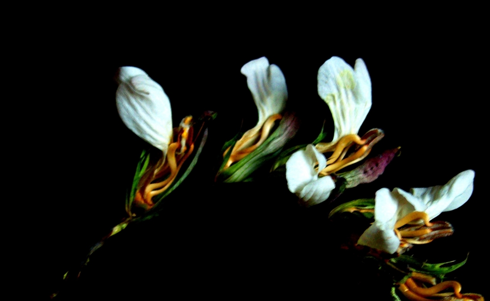 "la flor rara del ` acantus`" de Beatriz Di Marzio
