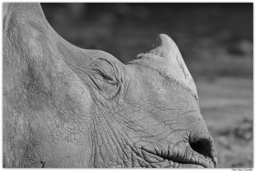 "Rhino" de Xime Cesaratto Errea