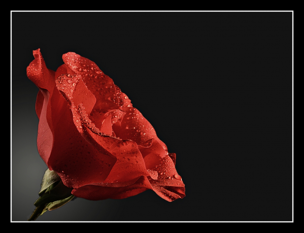 "Una rosa es una rosa" de Fernando Bordignon