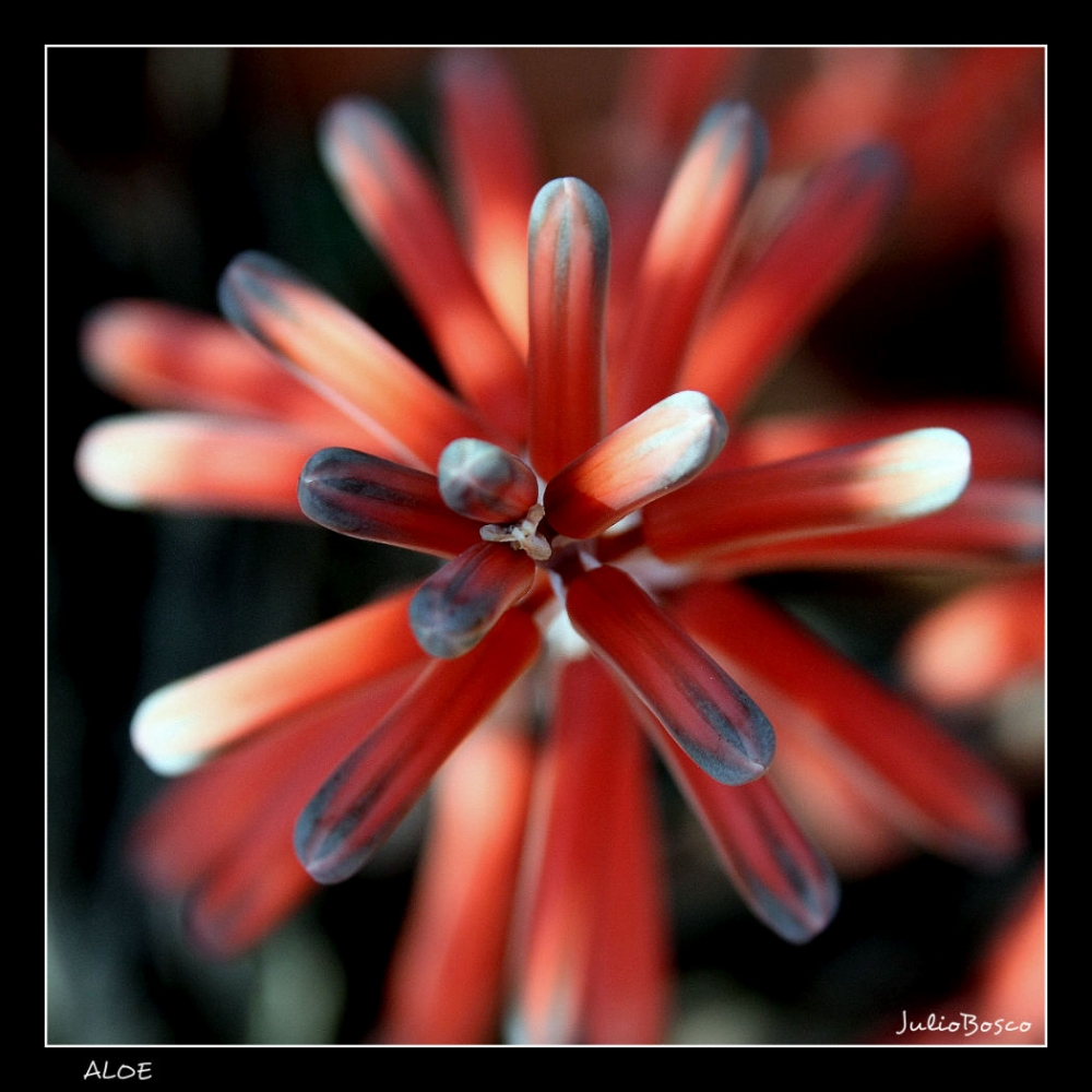 "Aloe" de Julio Bosco