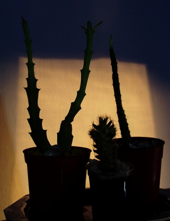 "Cactus." de Beln Pensado