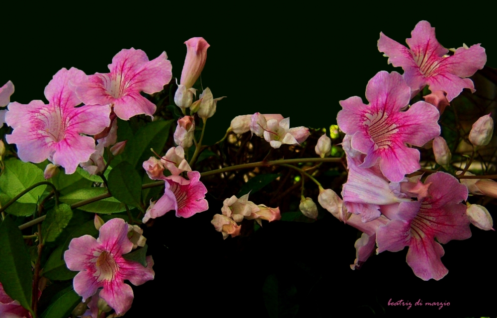 "al caer la tarde sobre la bignonia rosa" de Beatriz Di Marzio