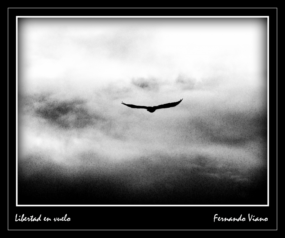 "Libertad en vuelo" de Fernando Viano