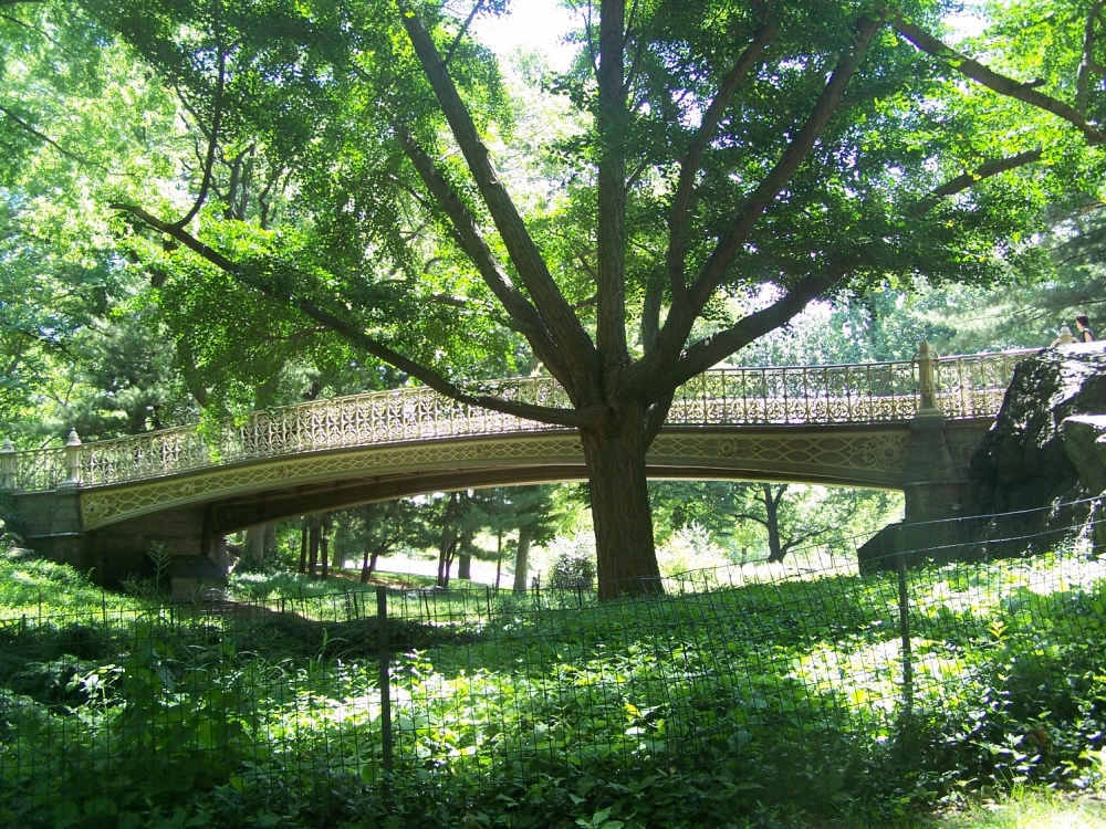 "NY IV. Verdes del Central Park." de Jos Luis Mansur