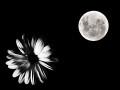 La luna y la la flor