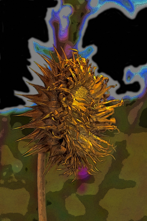 "Flor solar" de Mercedes Pasini