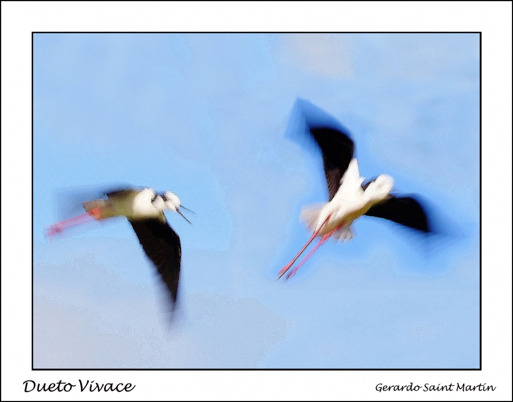 "Dueto Vivace." de Gerardo Saint Martn