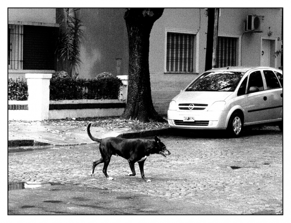 "Perro negro despus de la lluvia" de Maria Cristina Silva